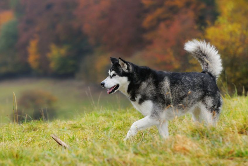 Alaskan malamute spaceruje na tle drzew