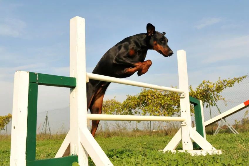 Doberman przeskakuje przez płotki