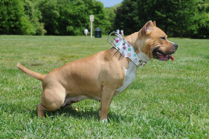 Pitbulka siusia na trawę
