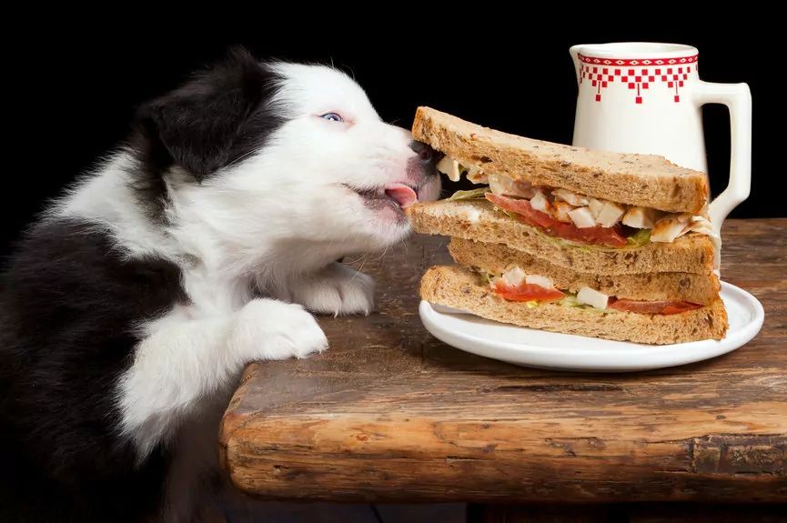 Jak poradzić sobie z psem, który kradnie jedzenie