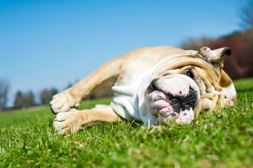 Buldog angielski leży na trawie