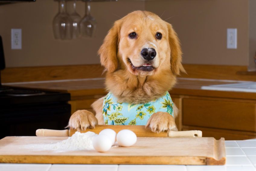 Golden Retriever w kuchni chce przygotować posiłek z jajek i mąki