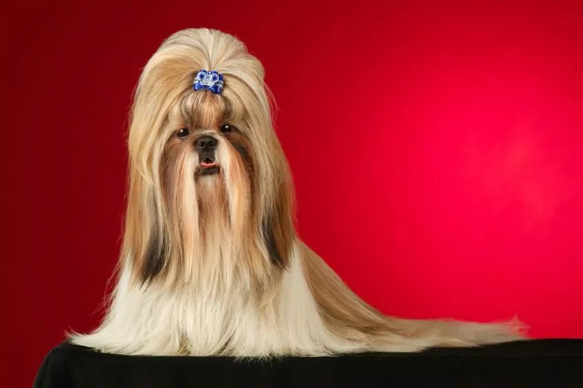 Shih tzu wystawowy