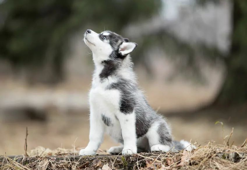 siberian husky