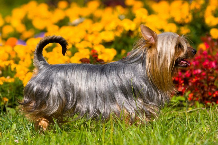 Silky terrier biegnący na tle kwiatów