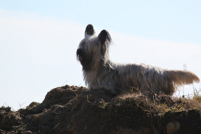 Skye terrier stojący na wzniesieniu na tle nieba