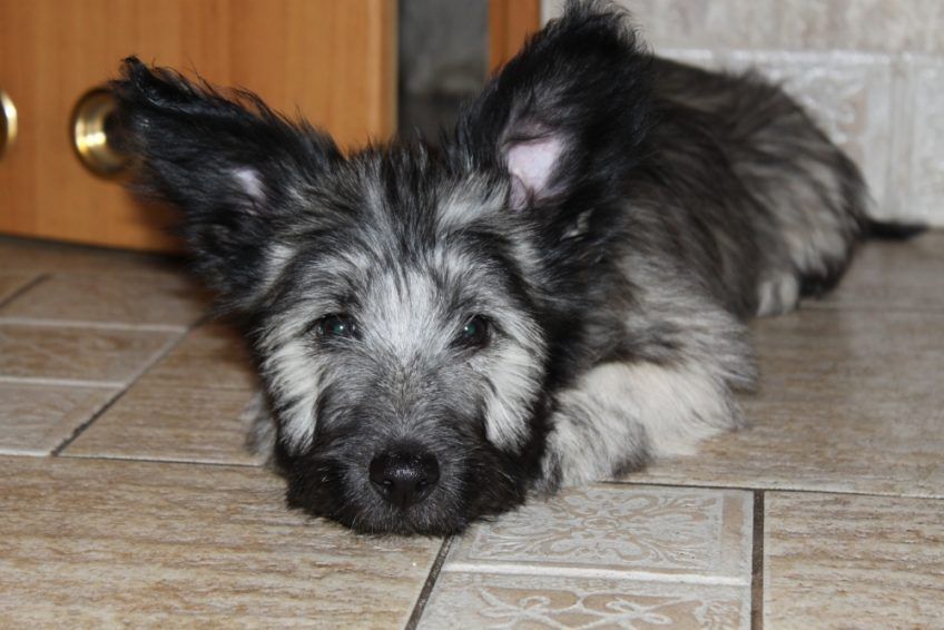 Szczenię skye terriera leżące na podłodze