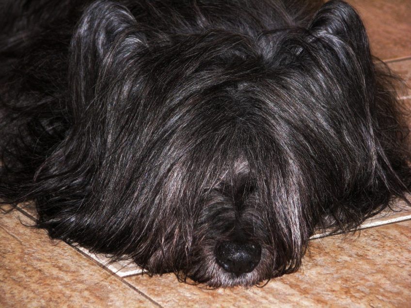 Głowa czarnego skye terriera leżącego na podłdoze