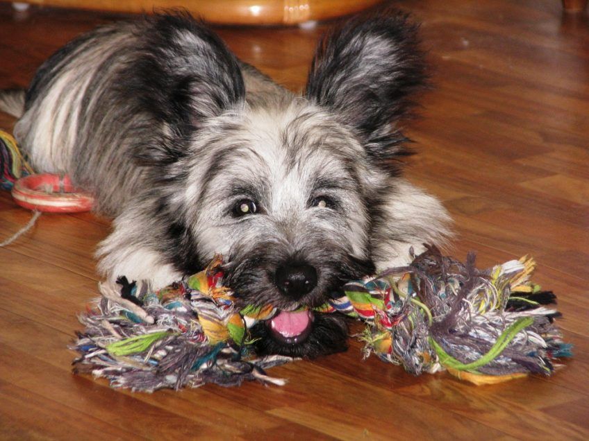 Szczenię skye terriera leżące na podłdoze z zabawką - sznurem w pyszczku