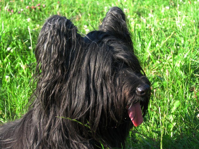 Portret czarnego skye terriera na tle trawy