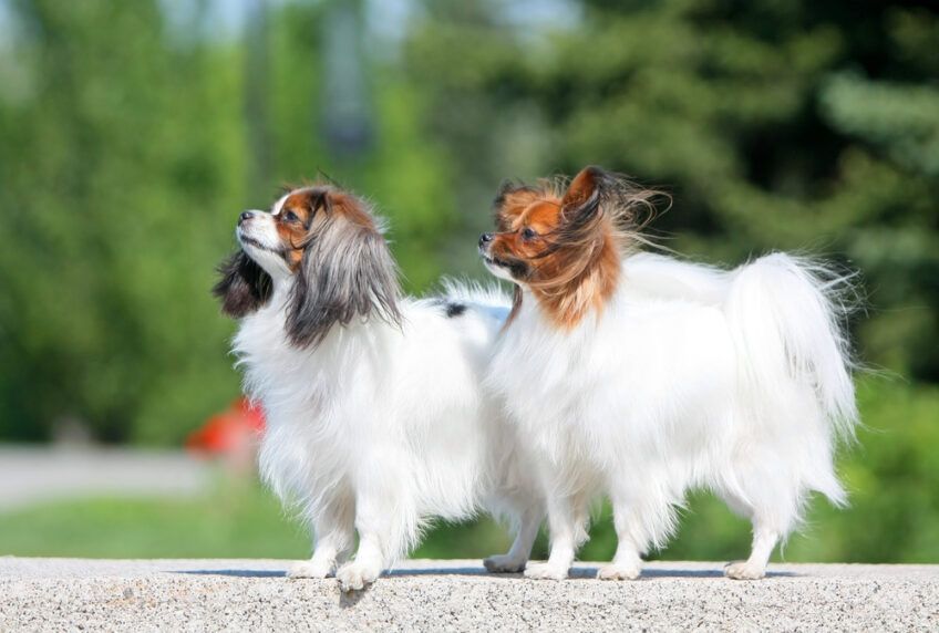spaniel miniaturowy papillon