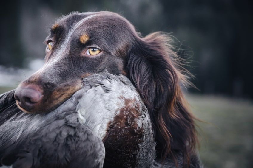 spaniel pikardyjski podczas polowania