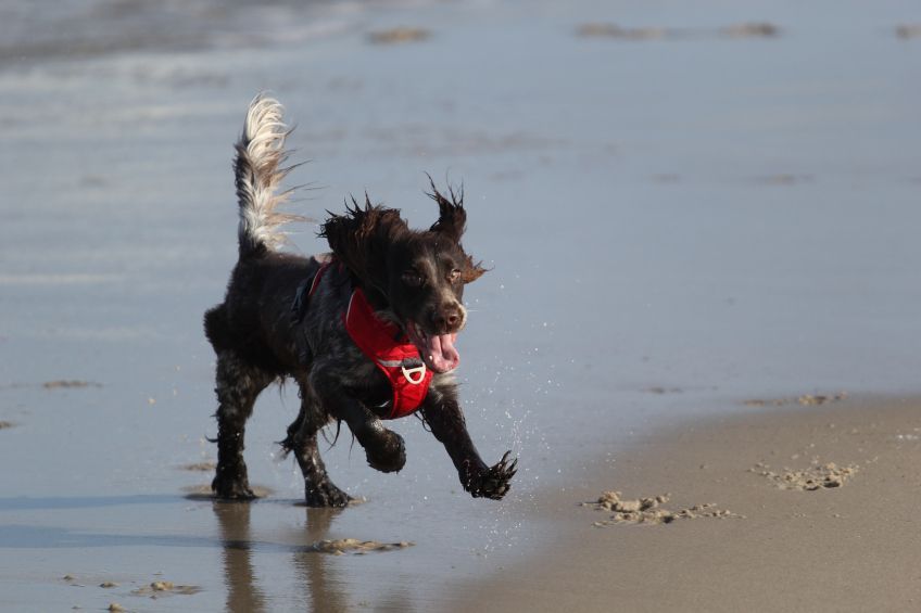 Polski spaniel myśliwski biegający po plaży