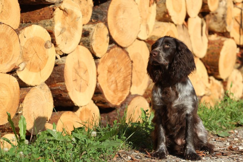 Polski spaniel myśliwski siedzący na tle bali drewna