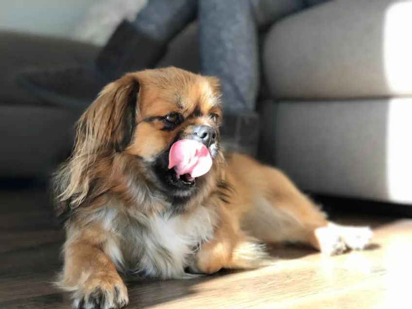 spaniel tybetański się oblizuje