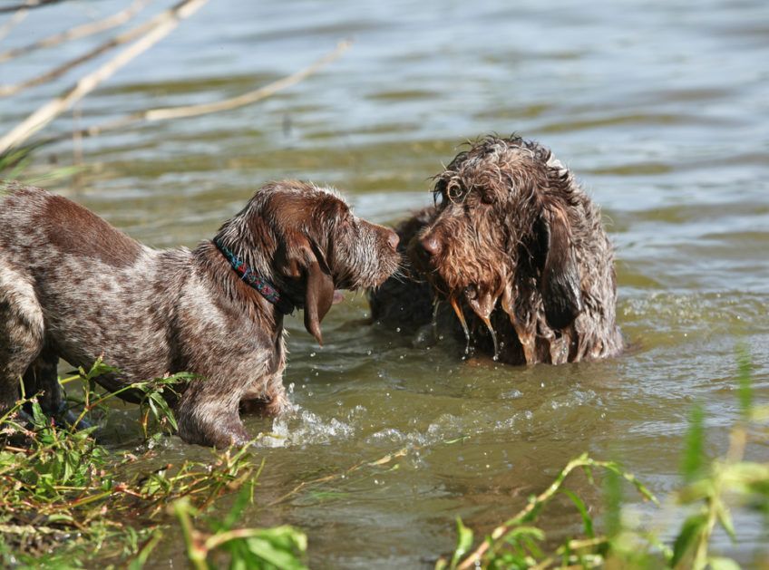 Dwa spinone stojące w wodzie