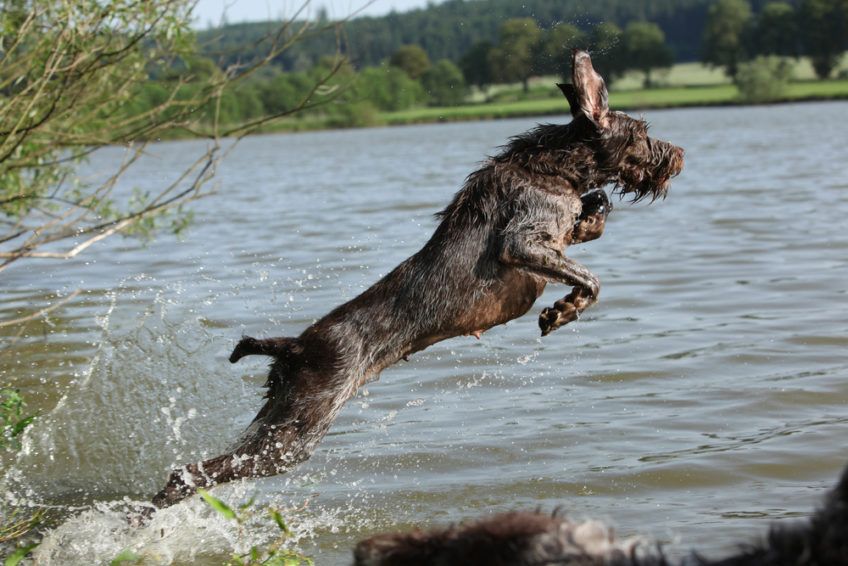 Spinone skaczący do wody