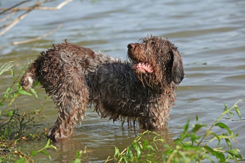 Spinone stojący w przybrzeżnej wodzie