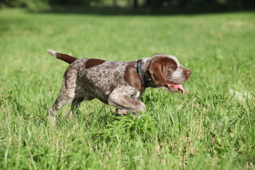 Szczenię spinone w stójce