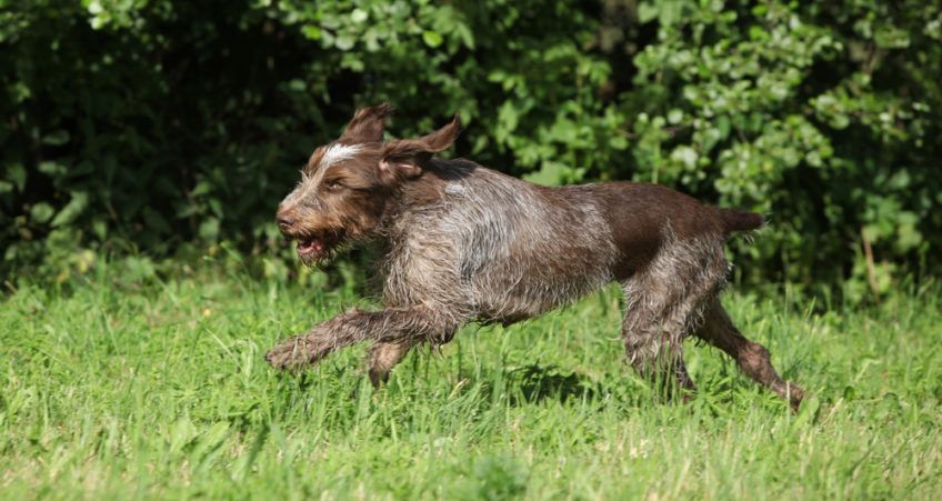 Spinone w galopie po trawie