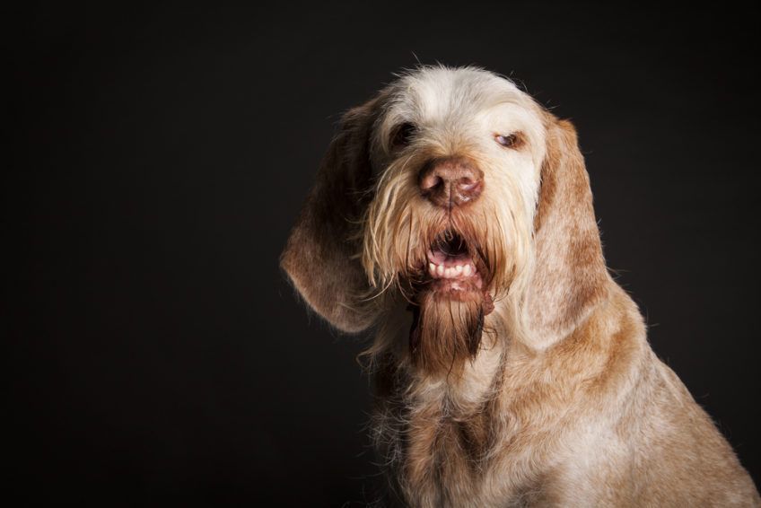 Portret spinone na ciemnym tle