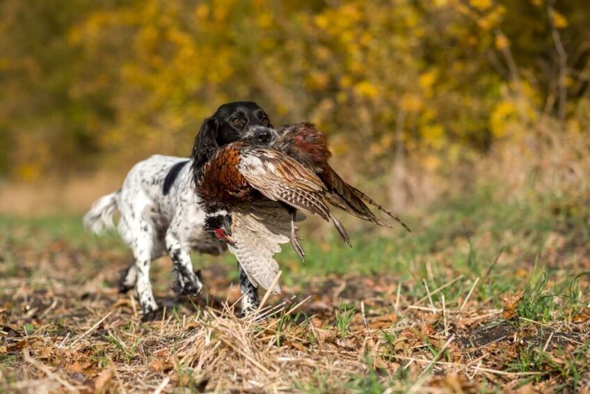springer spaniel angielski