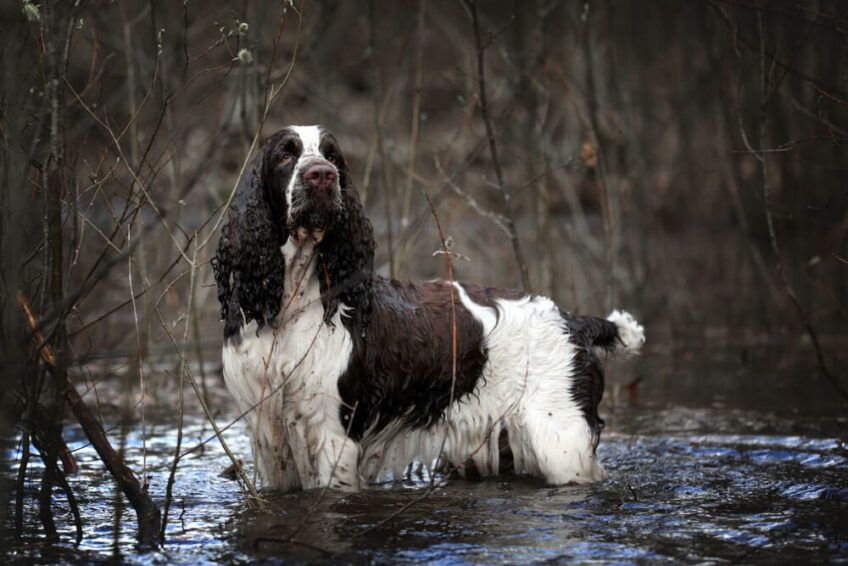springer spaniel angielski