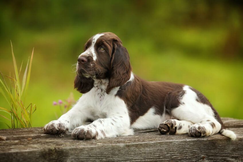 springer spaniel angielski