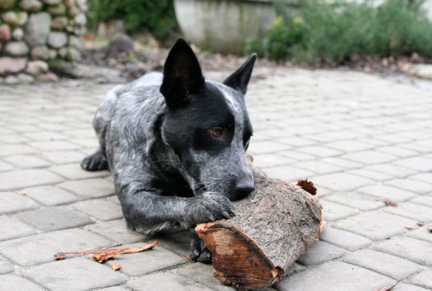Stumpy leżący i obgryzający konar
