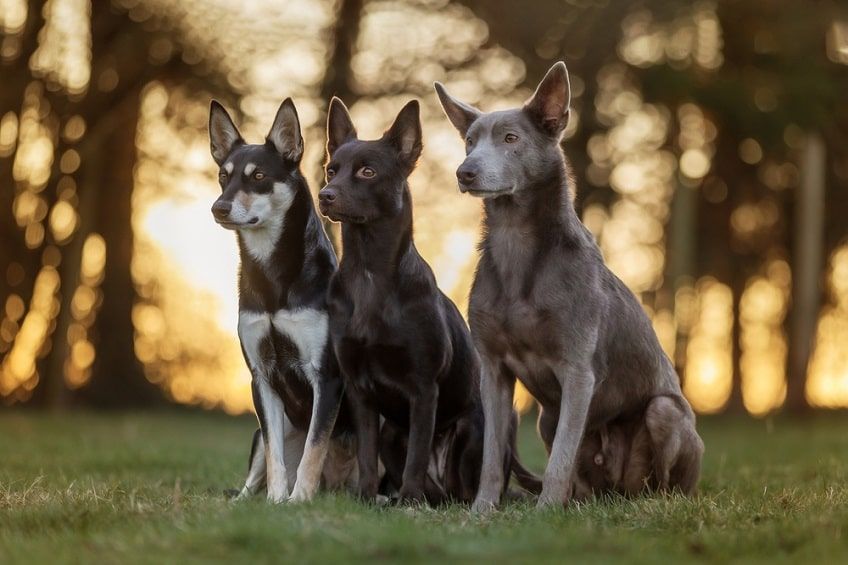 szary kelpie-min.jpg