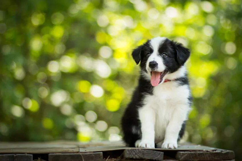 border collie