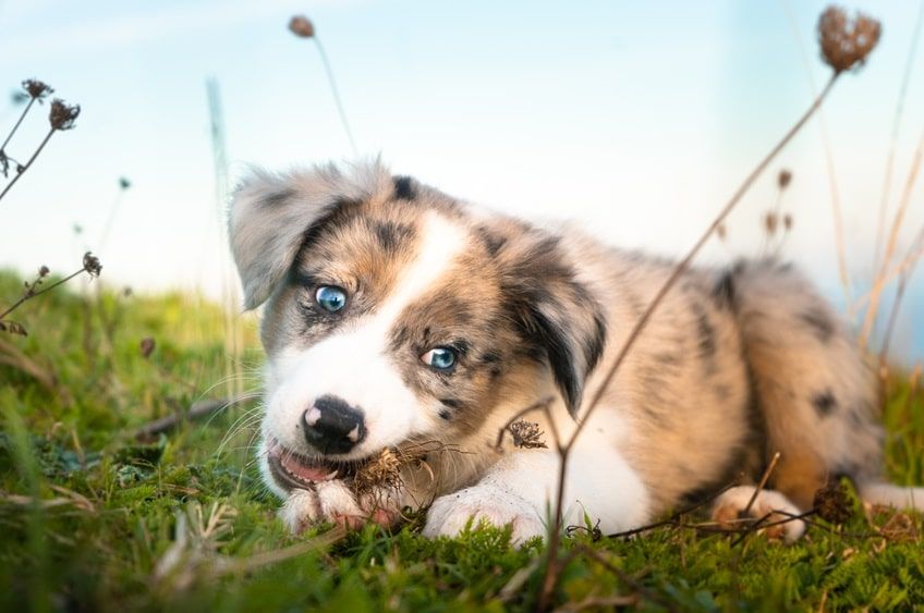 szczeniak zjada kupy-min.jpg