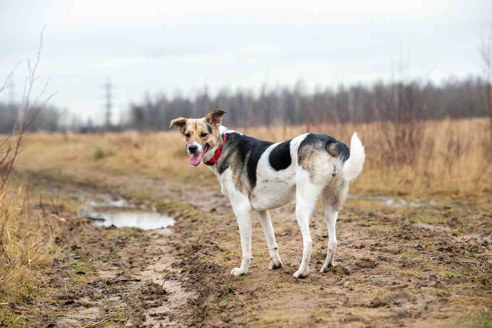 szkolenie głuchego psa.jpg