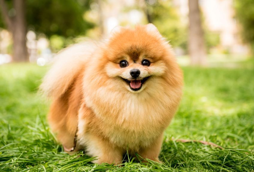 szpic miniaturowy pomeranian