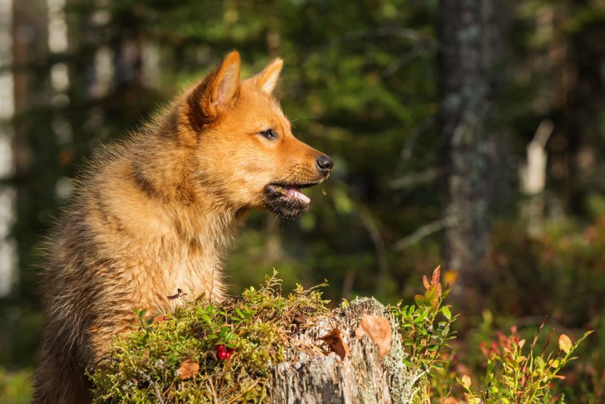 Portret szczeniaka szpica fińskiego w lesie