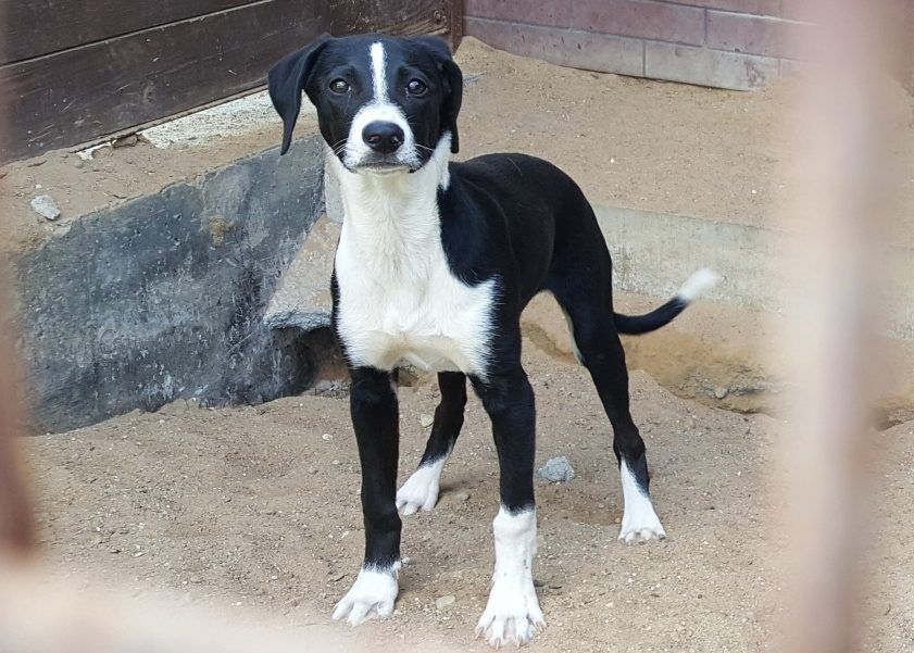 Czarno-biały pies do adopcji