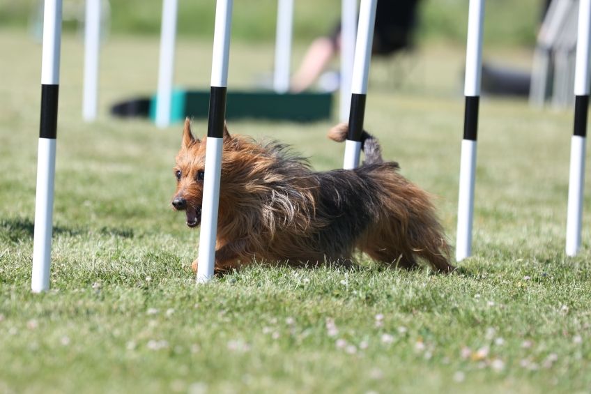 terier australijski agility