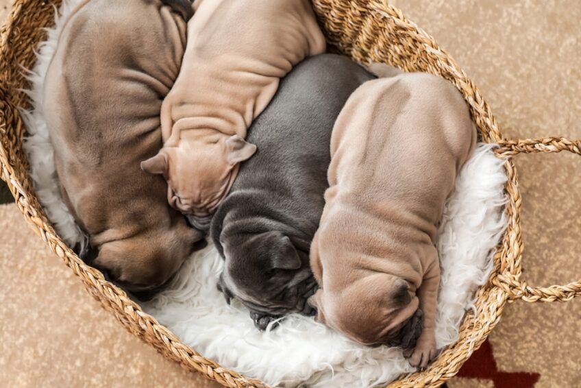 thai ridgeback