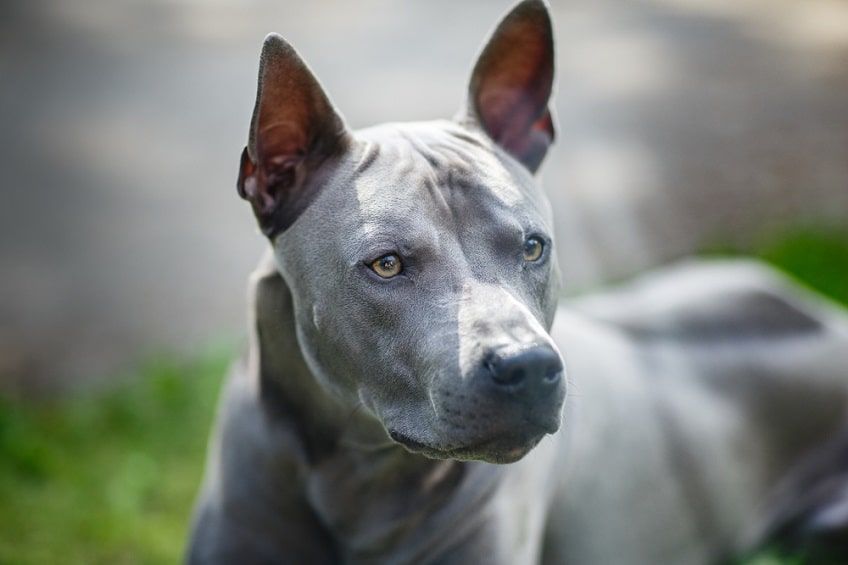 thai ridgeback(1)-min.jpg