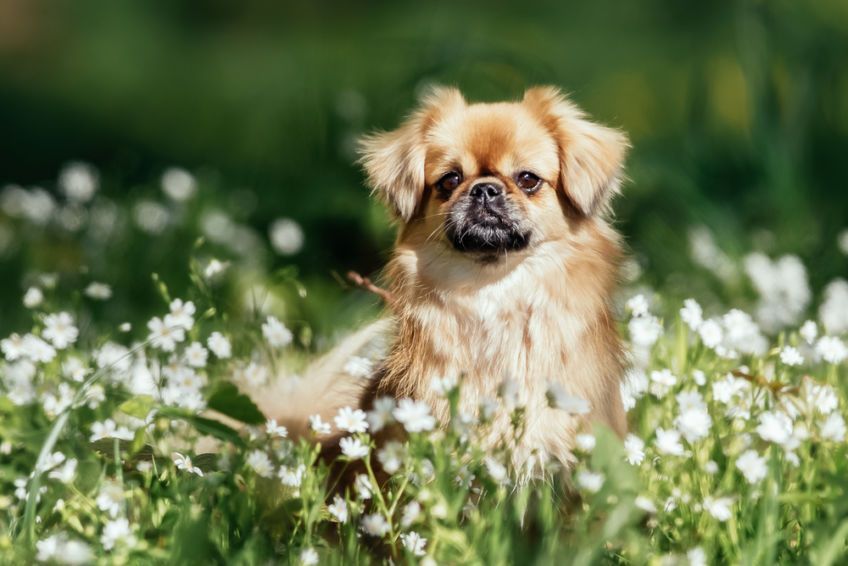 tibbie, spaniel tybetański