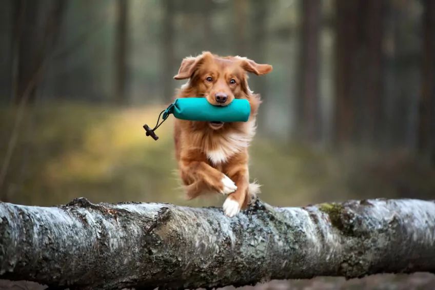 toller