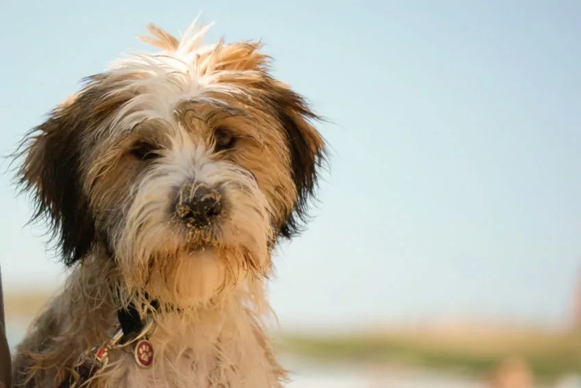 Portret teriera tybetańskiego