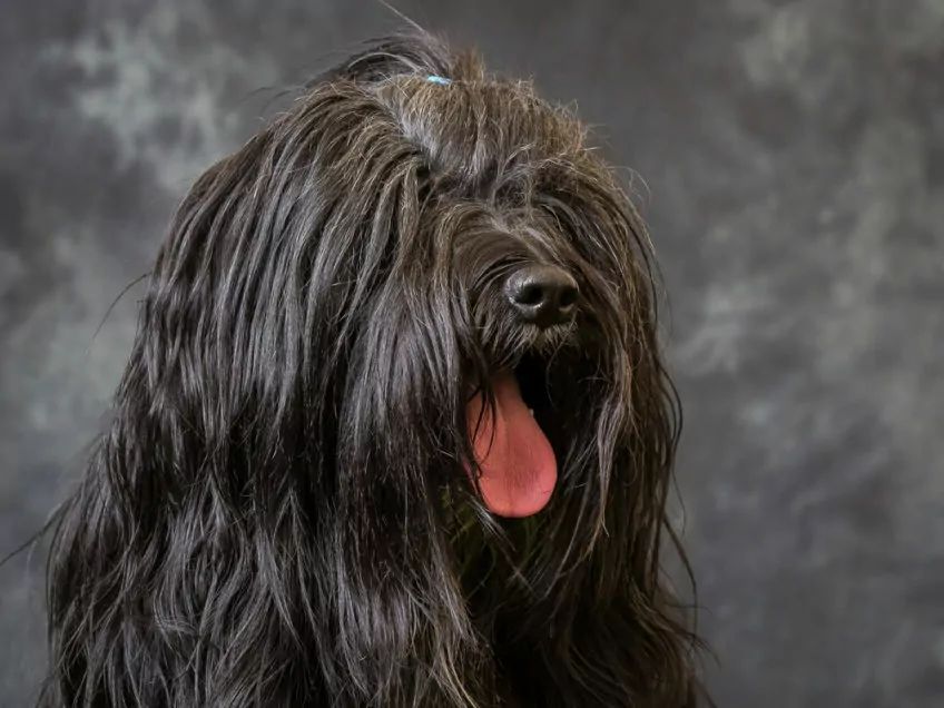 Portret czarnego teriera tybetańskiego w studio