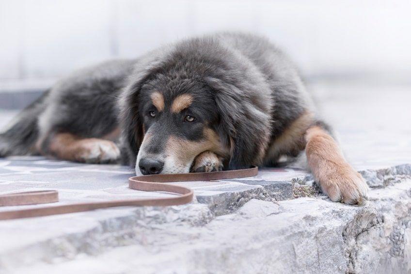 tybetański niebieski-min.jpg