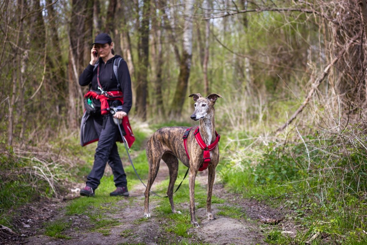 umiejętności rasy chart hiszpański