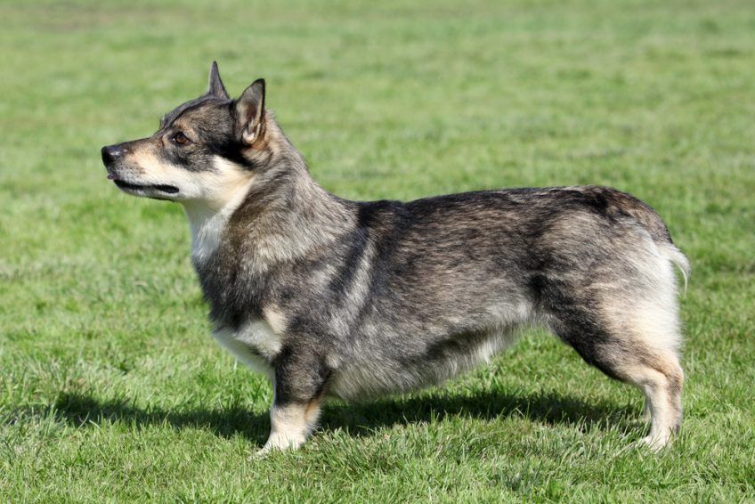 Stojący na trawie vallhund z naturalnie krótkim ogonem