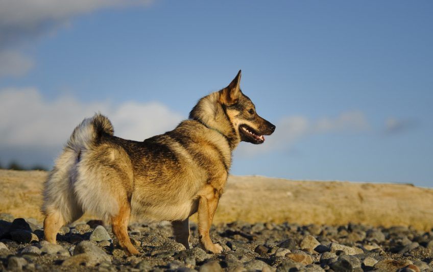 Vallhund stojący dumnie na kamienistym podłożu w surowym krajobrazie