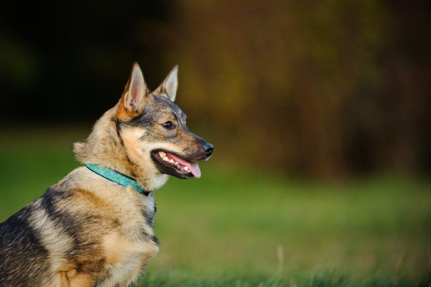 Portret vallhunda z profilu