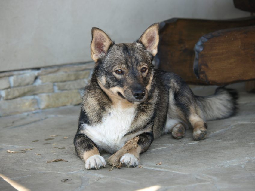 Vallhund leżący z patyczkiem przed domem
