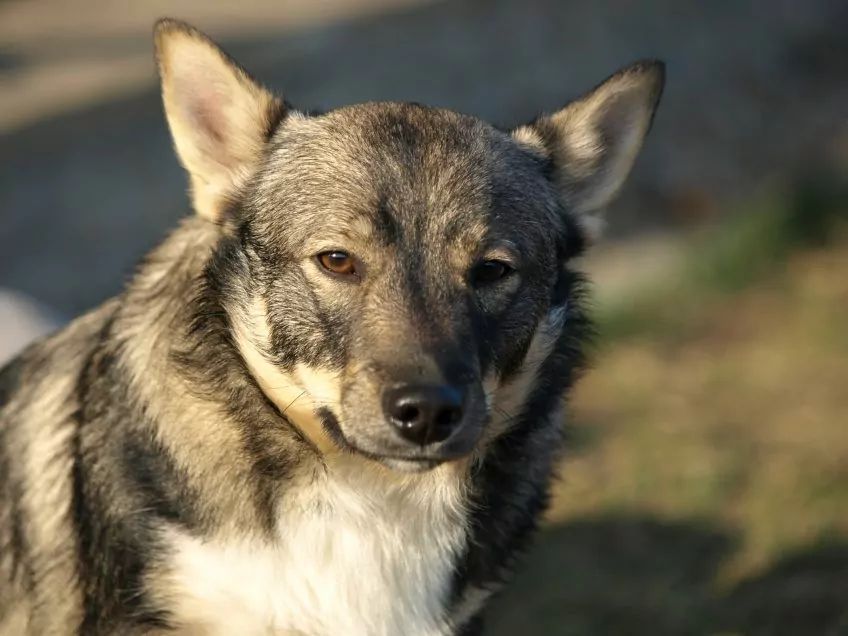 Portret vallhunda